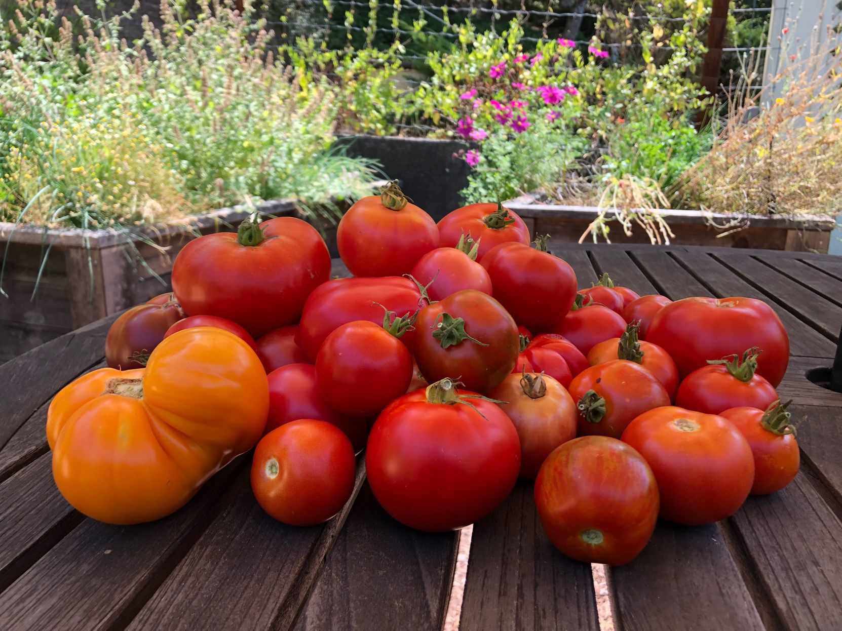 Group Tomatoes